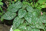 Hypoestes phyllostachya. Верхушка растения. Узбекистан, г. Ташкент, Юнусабадский р-н, парковая зона, цветник. 26.07.2026.