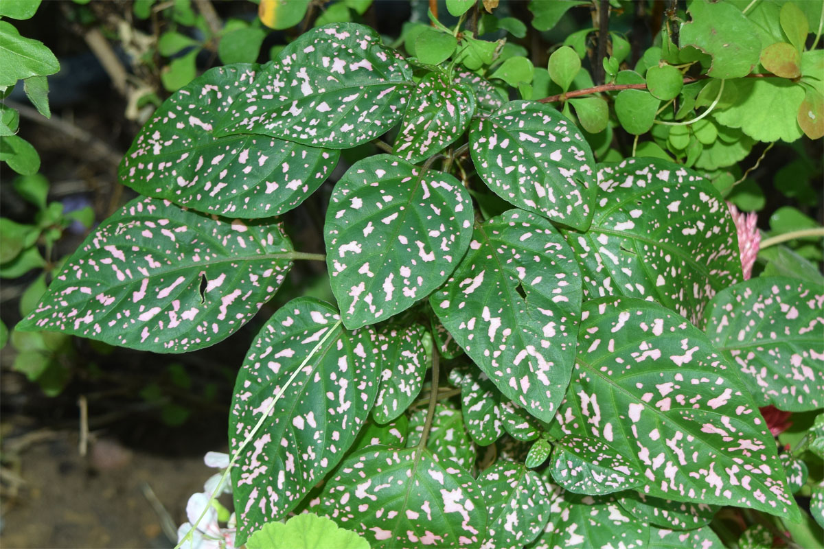 Image of Hypoestes phyllostachya specimen.