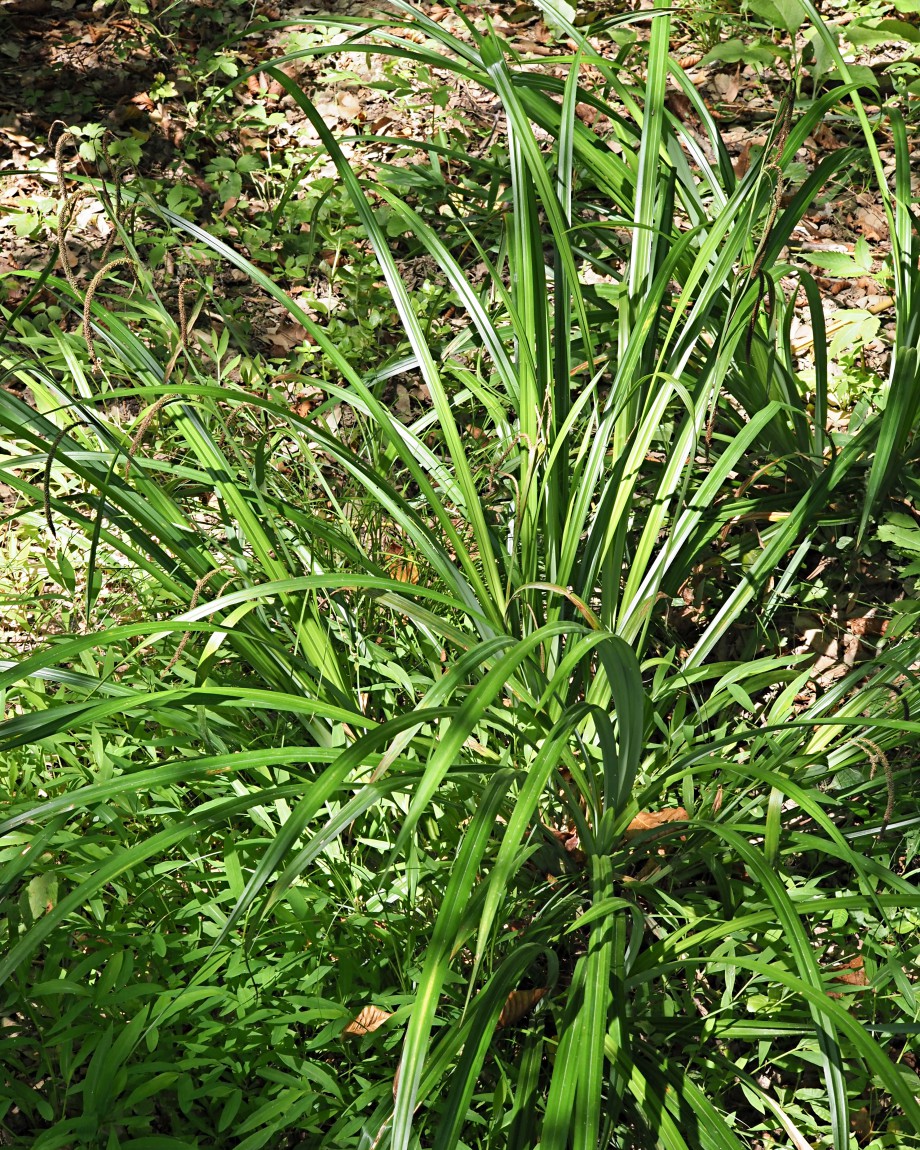 Image of Carex pendula specimen.
