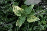 Urtica dioica. Верхушка растения с листьями с дефектами развития. Московская обл., Раменский р-н, окр. дер. Хрипань, садовый участок. 19.07.2026.