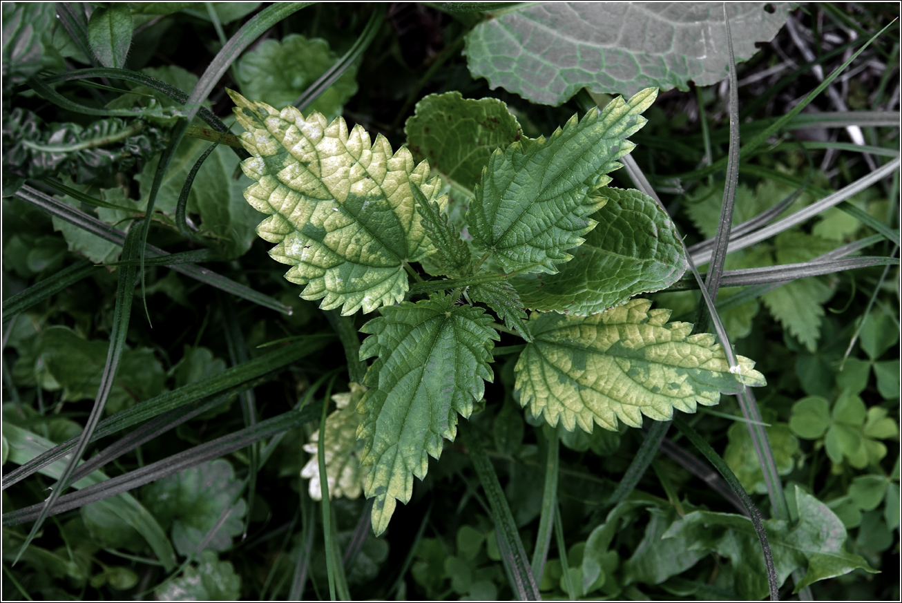 Image of Urtica dioica specimen.