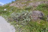 Salix lanata. Плодоносящее растение. Кольский п-ов, Хибины, дол. р. Кунийок, на каменистой обочине грунтовой дороги. 28.07.2026.