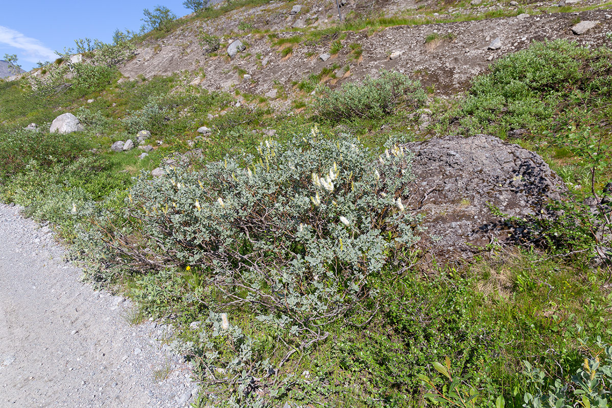 Image of Salix lanata specimen.