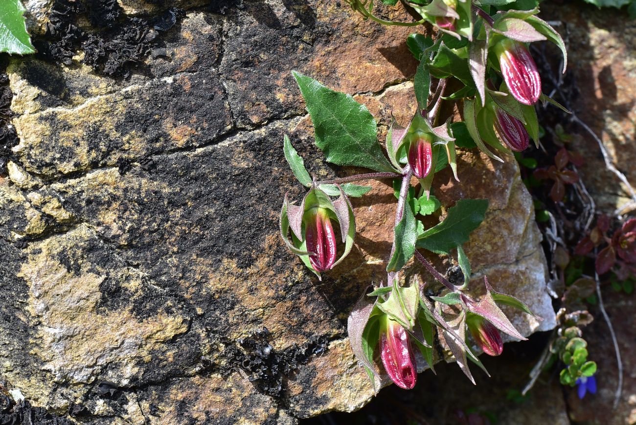 Изображение особи род Campanula.