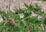 род Geranium. Цветок и листья. Приморье, о. Шкота, коса, каменистый берег моря. 20.07.2026.
