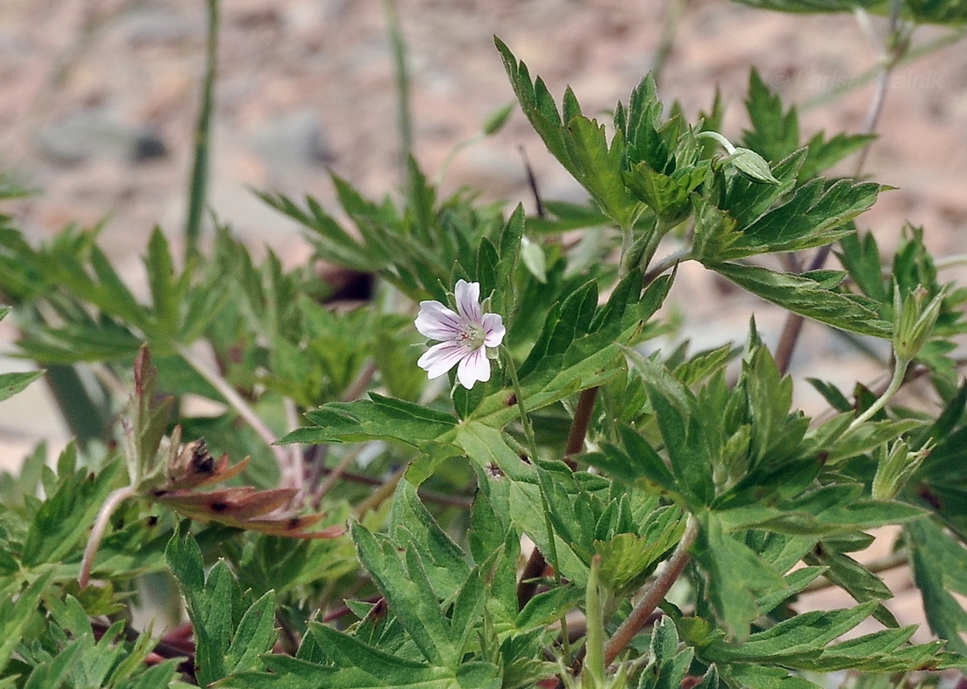 Изображение особи род Geranium.