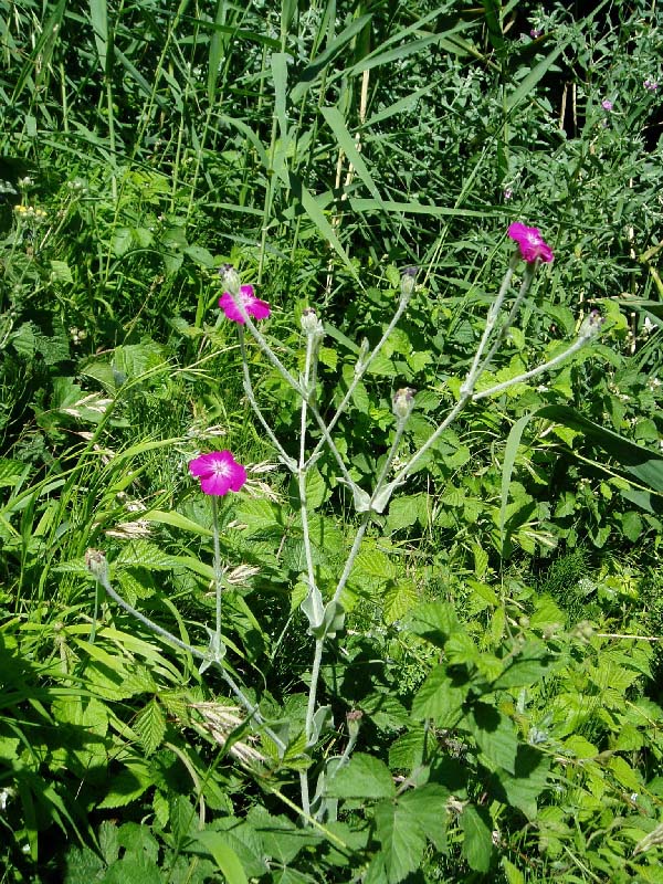 Image of Lychnis coronaria specimen.