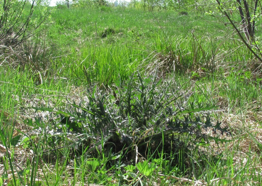 Изображение особи Cirsium palustre.