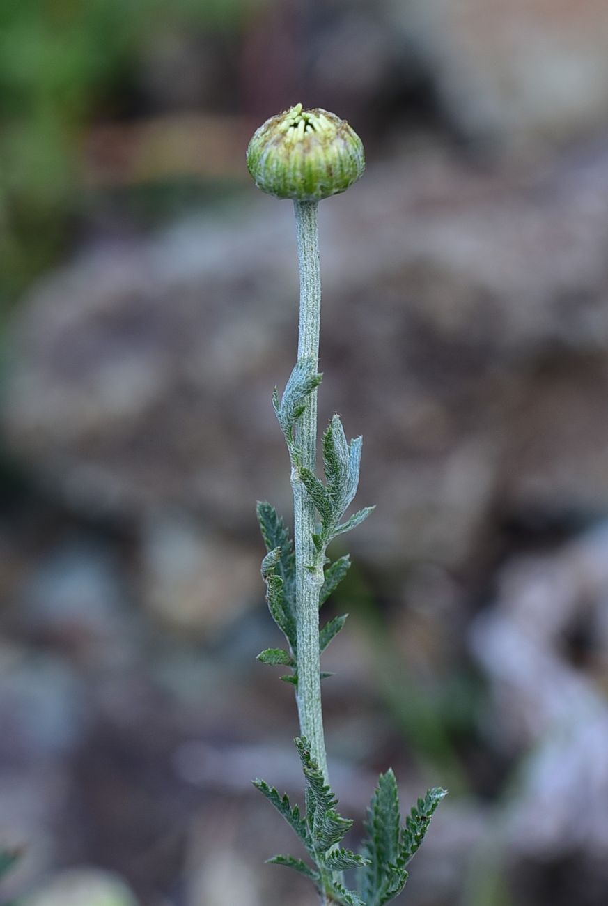 Image of genus Anthemis specimen.