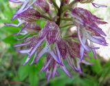 Orchis &times; angusticruris