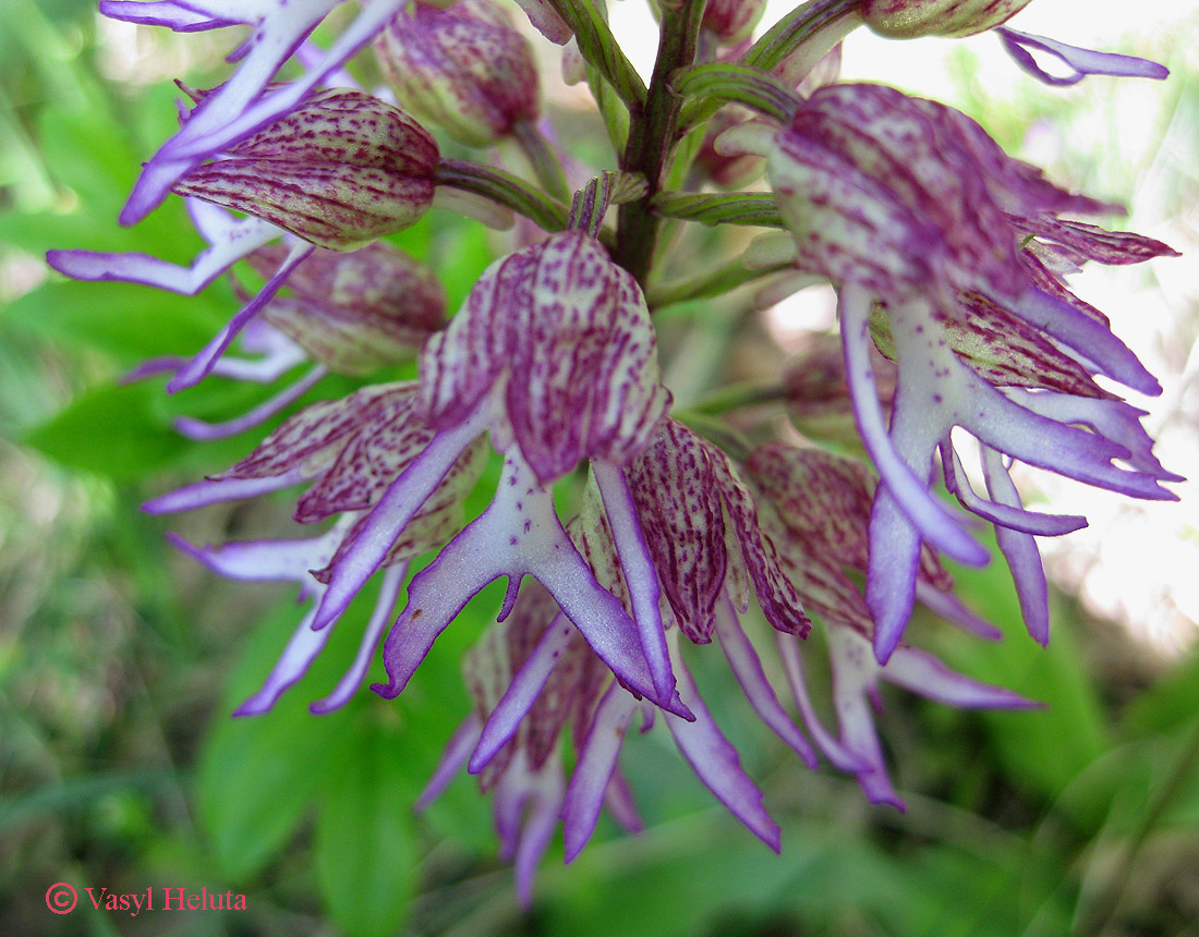 Изображение особи Orchis × angusticruris.