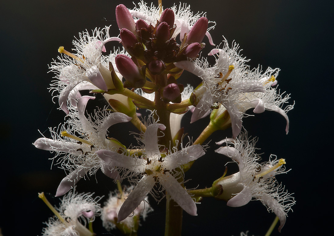 Image of Menyanthes trifoliata specimen.
