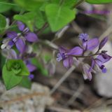 Polygala japonica. Соцветия. Приморский край, Уссурийский р-н, окр. с. Монакино, край оврага в широколиственном лесу. 11.06.2011.