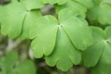 Aquilegia sibirica