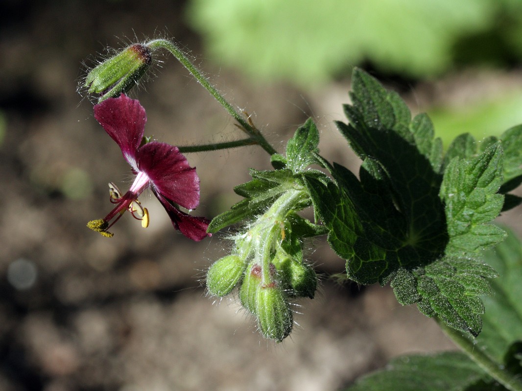 Изображение особи Geranium phaeum.