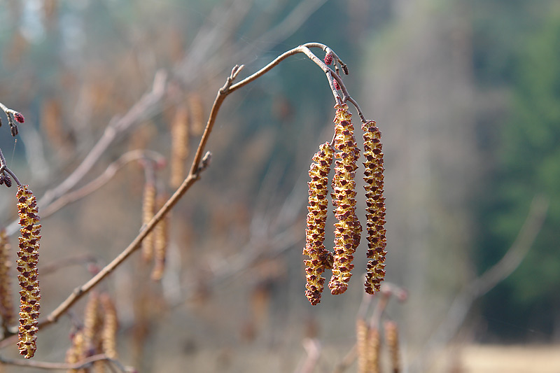 Image of Alnus glutinosa specimen.