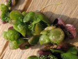 Lemna gibba