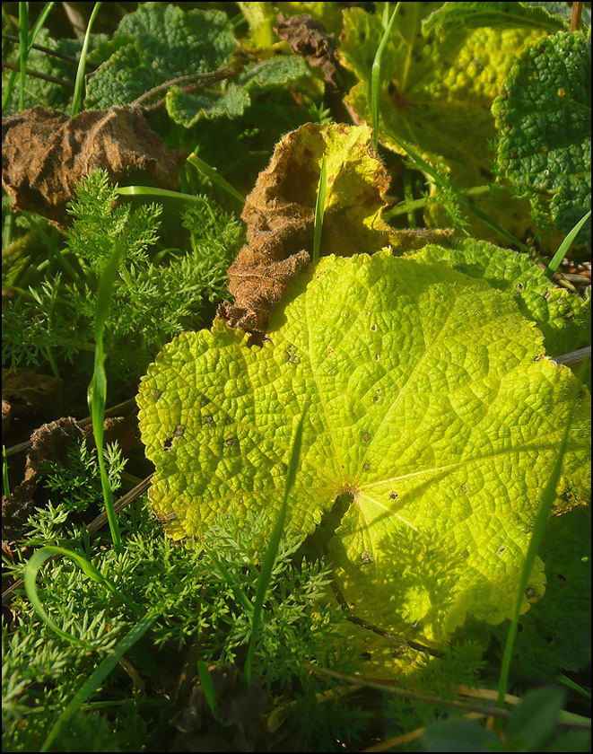 Изображение особи Alcea rugosa.