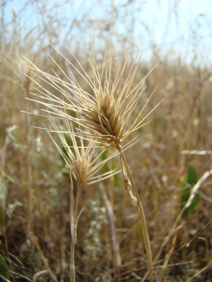 Image of Hordeum geniculatum specimen.