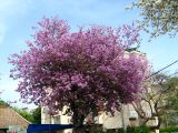 Bauhinia variegata. Цветущее растение. Израиль, Шарон, г. Герцлия, в культуре. 11.04.2008.