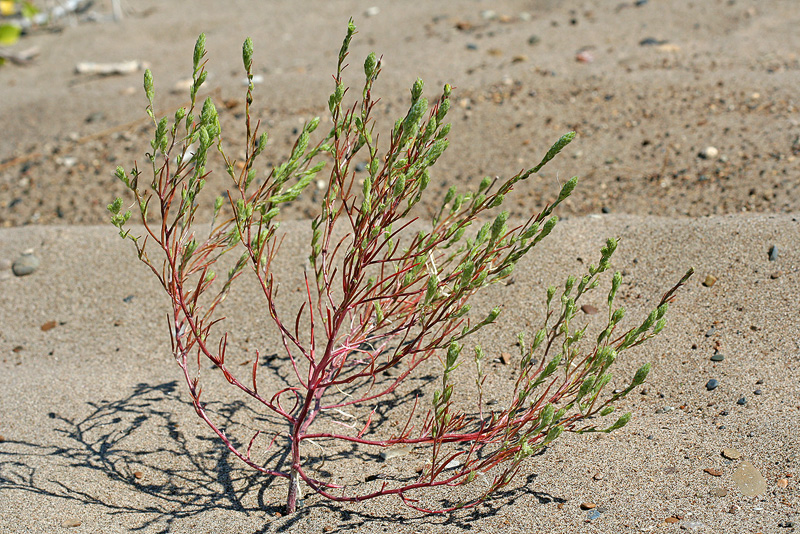 Image of Corispermum hyssopifolium specimen.