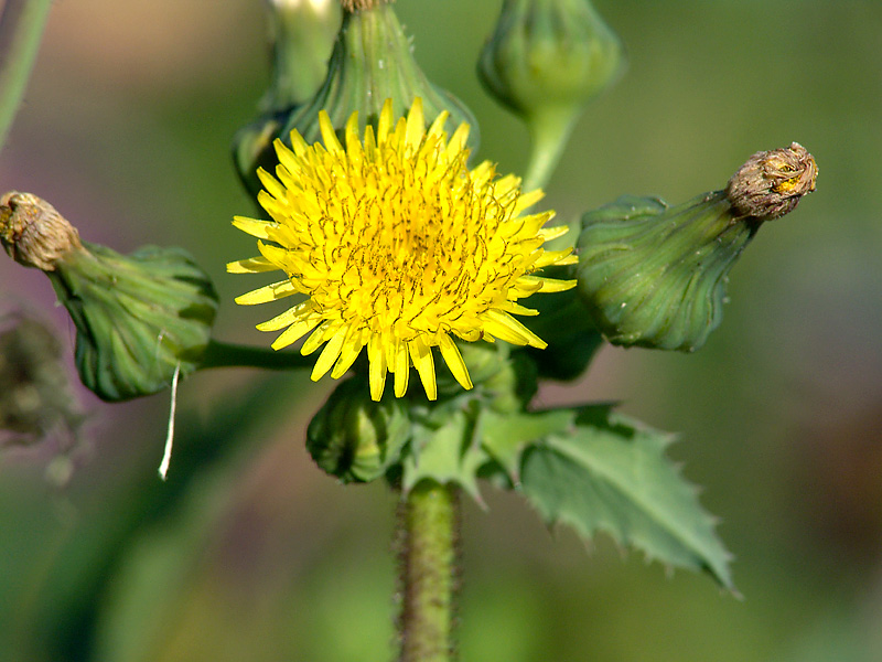 Изображение особи Sonchus asper.