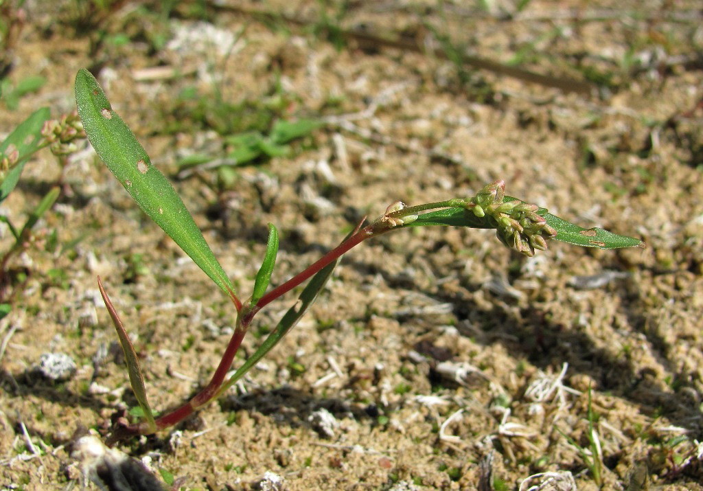 Image of Persicaria &times; hervieri specimen.