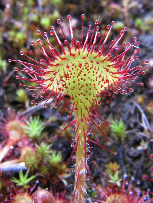 Image of Drosera rotundifolia specimen.