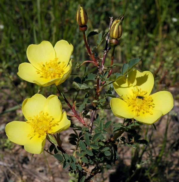 Изображение особи Rosa platyacantha.