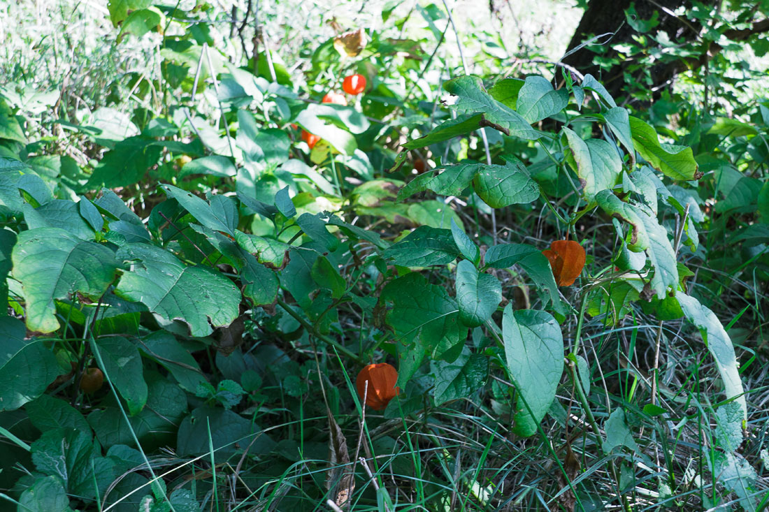 Image of Alkekengi officinarum specimen.