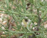 Salsola pontica. Часть побега с цветками. Крым, Арабатская стрелка, на солоноватом ракушковом песке. 18.07.2011.