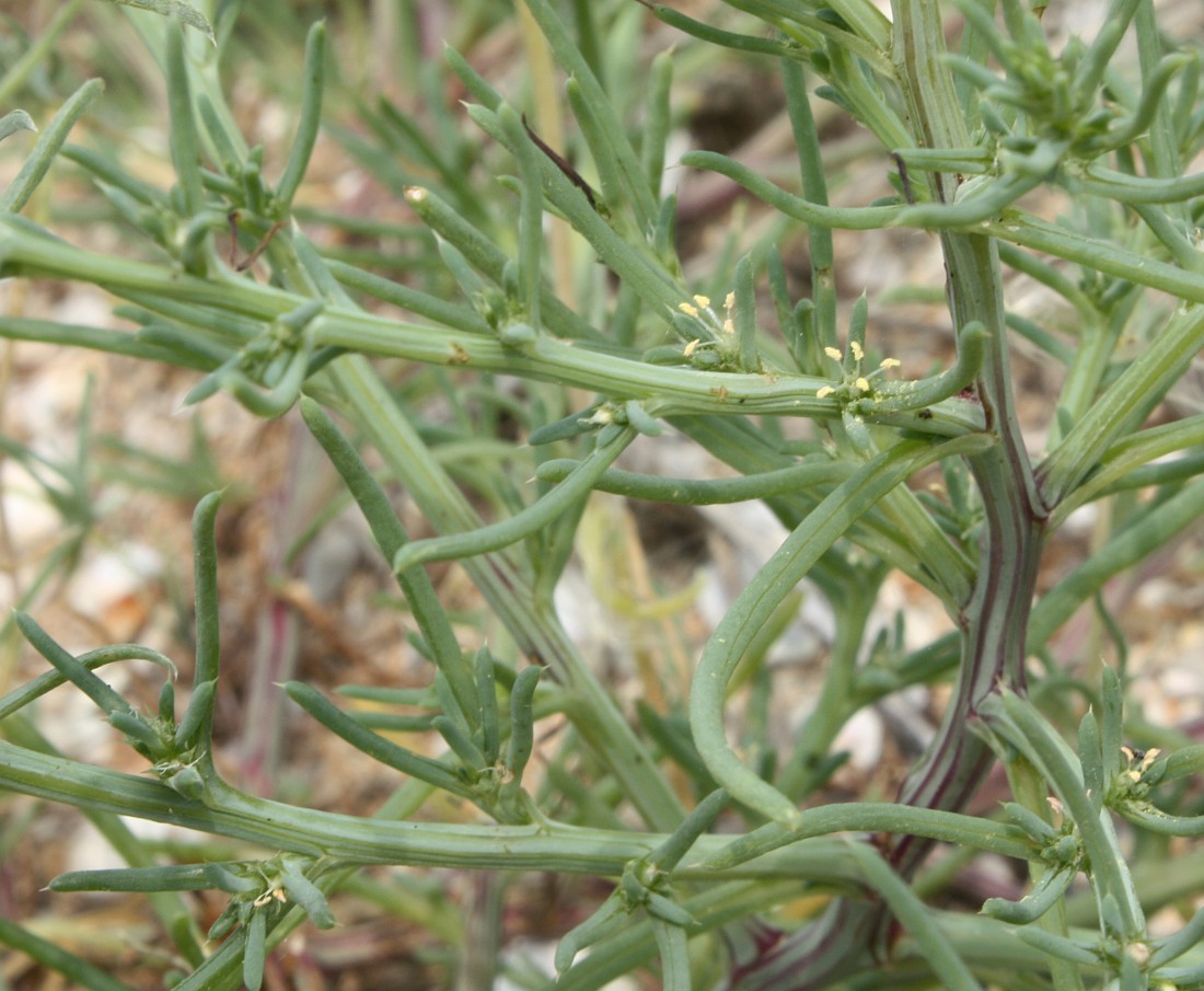 Image of Salsola pontica specimen.