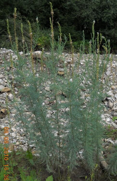 Изображение особи Myricaria germanica.