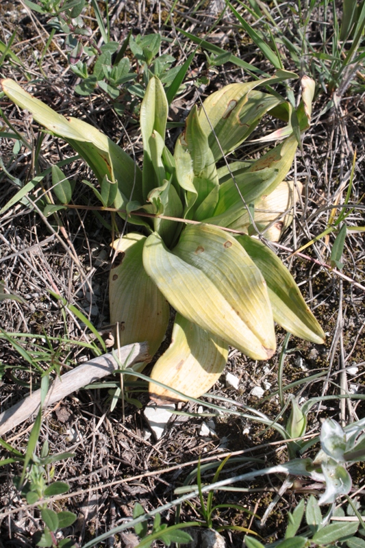 Image of Himantoglossum caprinum specimen.