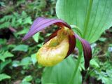 Cypripedium × ventricosum. Цветок. Хабаровский кр., р. Гур в р-не пещеры Кадзяму (Кагдяму). 13.06.2008.