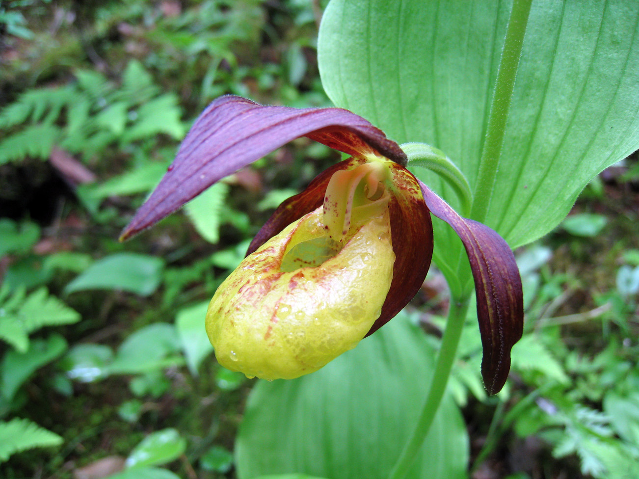 Image of Cypripedium &times; ventricosum specimen.