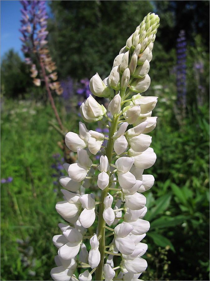 Изображение особи Lupinus &times; regalis.