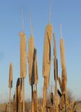 Typha latifolia