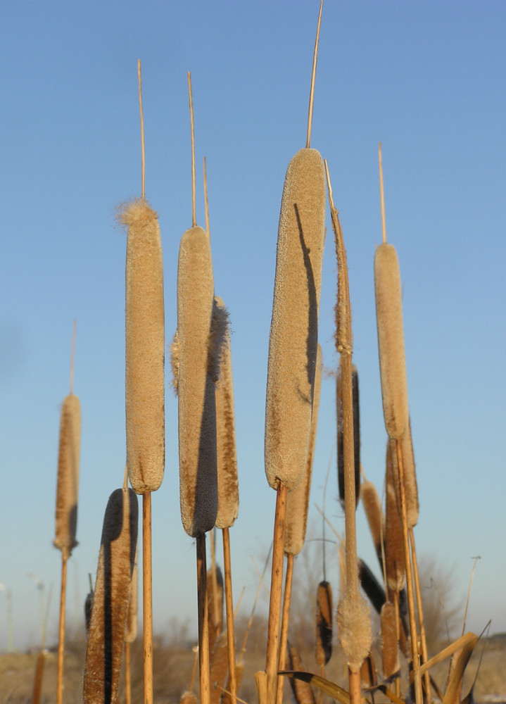 Изображение особи Typha latifolia.