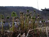 род Dryopteris