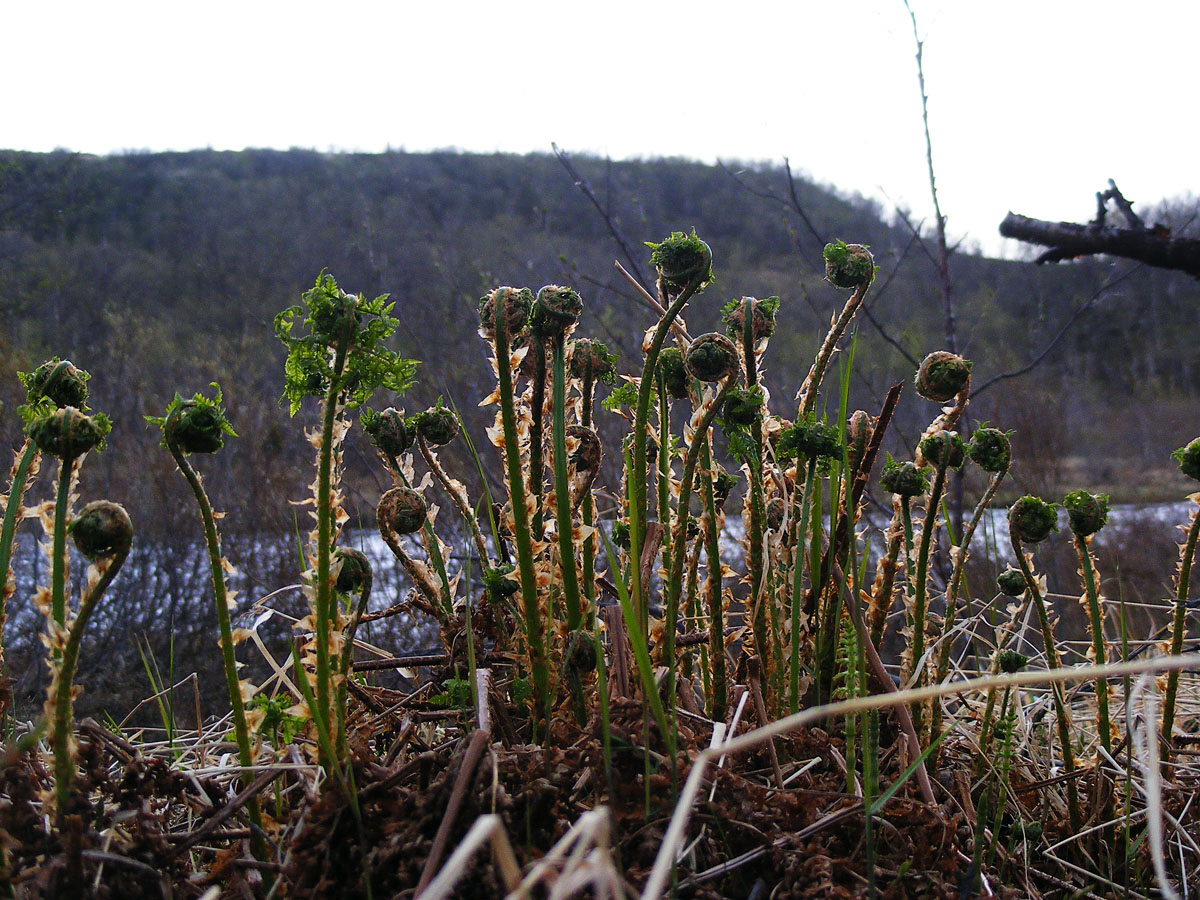 Изображение особи род Dryopteris.