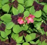 Oxalis tetraphylla. Цветущее растение. Московская обл., Раменский р-н, окр. дер. Хрипань, дачный участок. 27.07.2007.