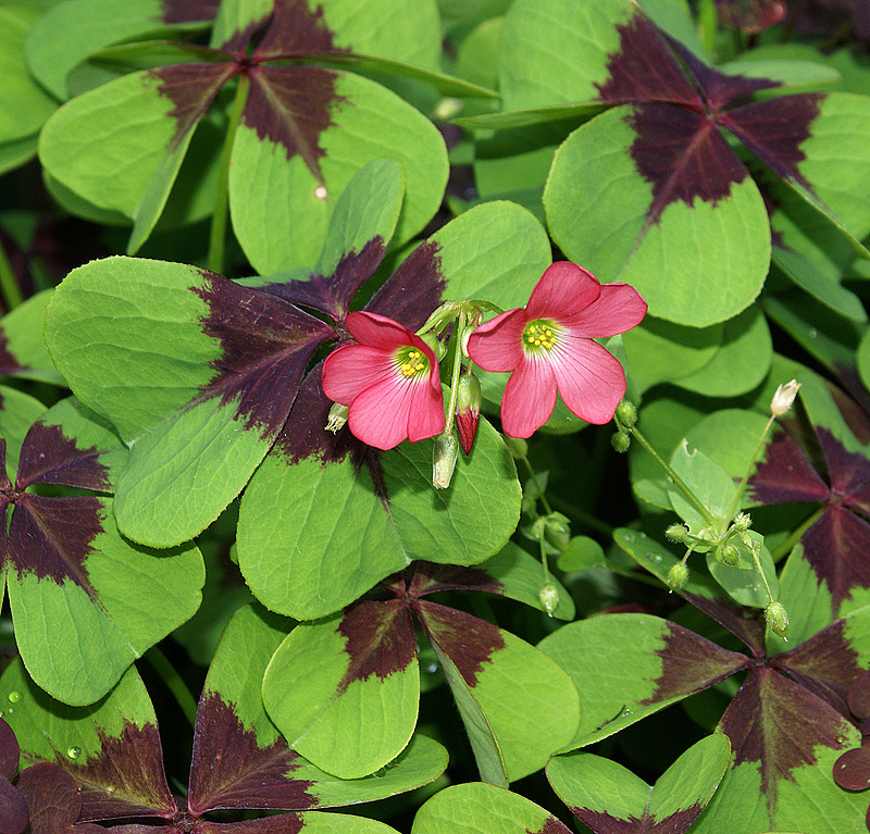 Изображение особи Oxalis tetraphylla.