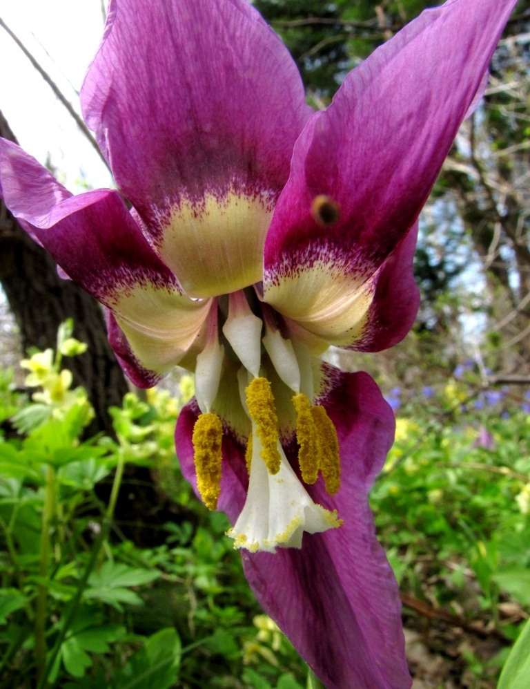 Изображение особи Erythronium sibiricum.