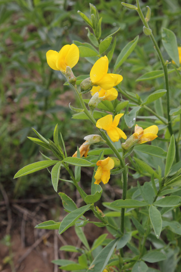 Image of Thermopsis alterniflora specimen.