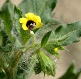Hyoscyamus pusillus