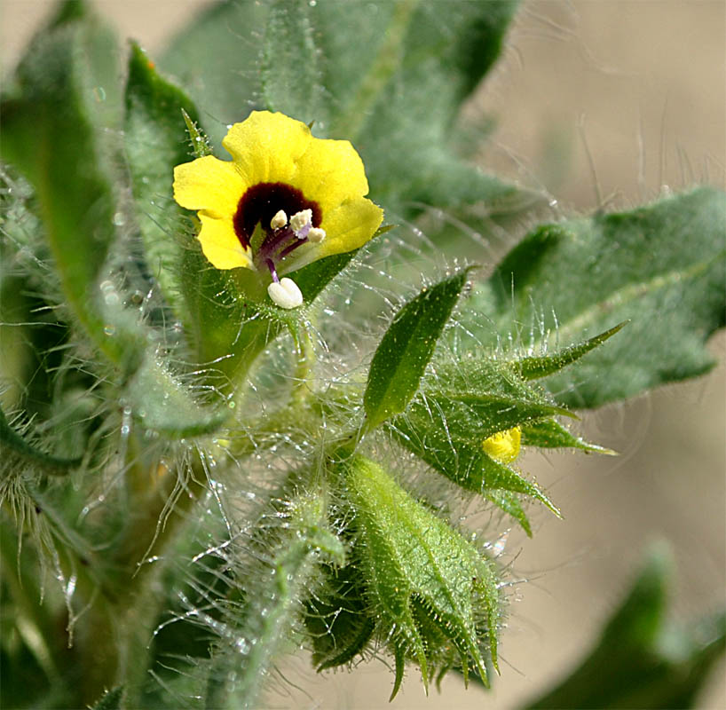 Изображение особи Hyoscyamus pusillus.