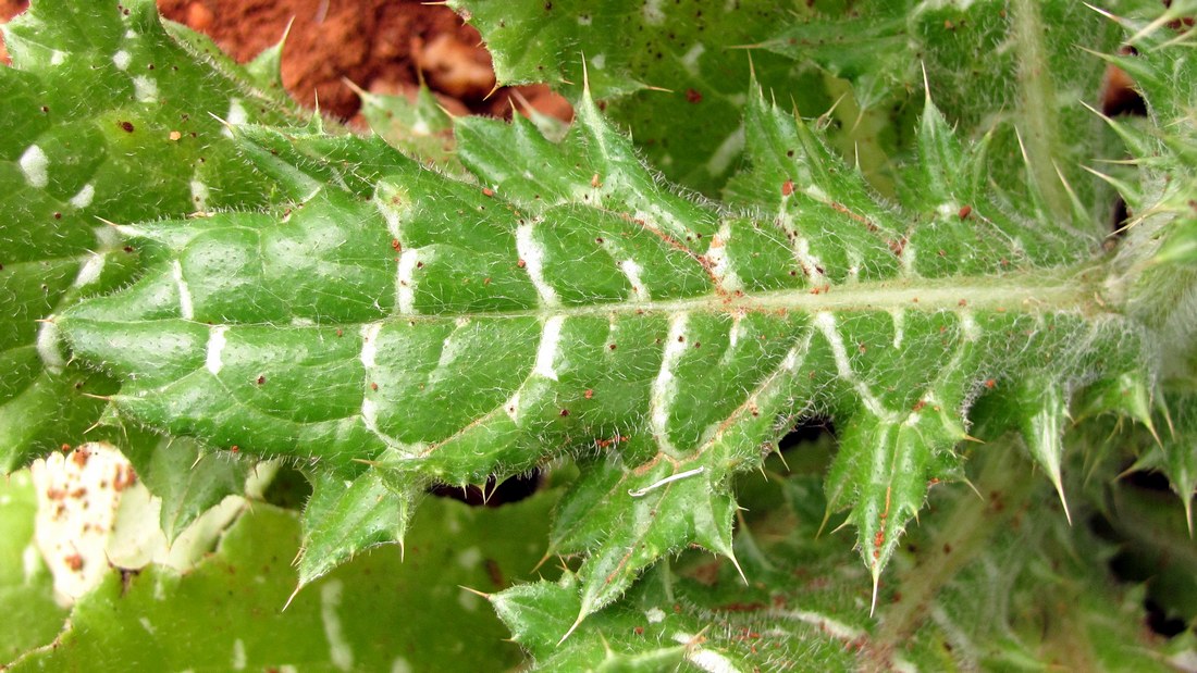 Image of Tyrimnus leucographus specimen.