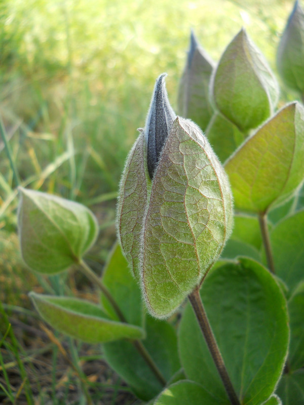 Изображение особи Clematis integrifolia.