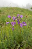 Campanula taurica